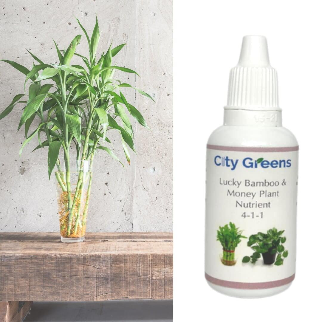 City Greens Lucky Bamboo & Money Plant Nutrient